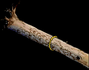 27.bmp