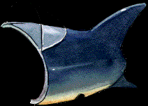 40.bmp